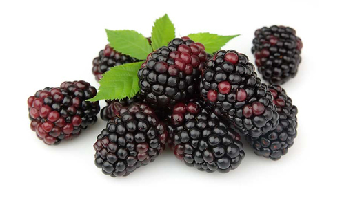 198506 Brombeer Knospe BIO SGO 4,0 kg